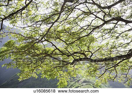 Image of tree branches with mountains in background in Iao Valley State Park in Maui, Hawaii. View Large Photo Image Stock Photo - Image of tree branches with mountains in background in Iao Valley State Park in Maui, Hawaii.. Fotosearch