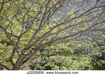 Stock Photography - Image of tree branches with mountains in background in Iao Valley State Park in Maui, Hawaii.. Fotosearch