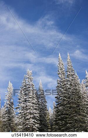 Stock Image - Snow covered pine trees with blue sky in background. . Fotosearch
