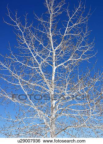 Tree against blue sky background. View Large Photo Image Stock Photograph - Tree against blue sky background.. Fotosearch