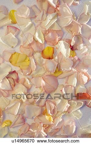 Above view of different colored rose petals. View Large Photo Image Stock Image - Above view of different colored rose petals.. Fotosearch