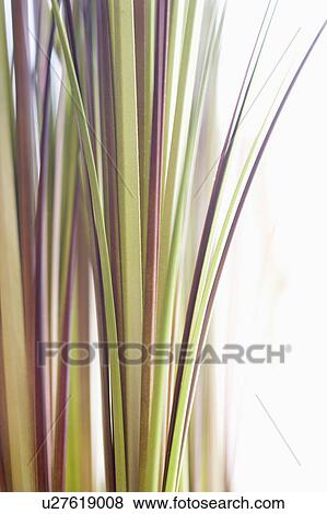 Abstract shot of decorative grass. View Large Photo Image Stock Photo - Abstract shot of decorative grass.. Fotosearch