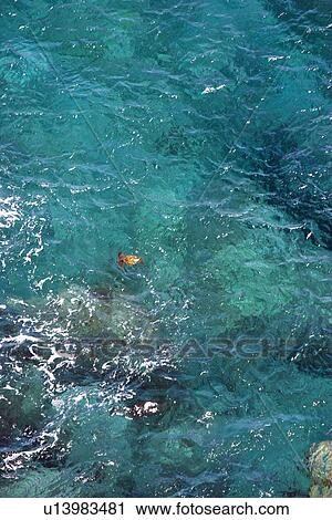 Stock Image - Aerial view of sea turtle swimming in tropical Hawaiian water.. Fotosearch
