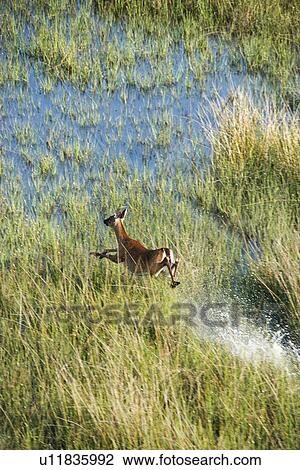 Stock Image - Aerial view of white tail deer running fast through water and marsh grass on Bald Head Island, North Carolina.. Fotosearch