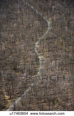 Picture - Aerial view of winding rural road through baren forest.. Fotosearch