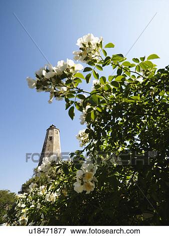 Bald Head Lighthouse seen through wild roses at Bald Head Island, North Carolina. View Large Photo Image Stock Photo - Bald Head Lighthouse seen through wild roses at Bald Head Island, North Carolina.. Fotosearch