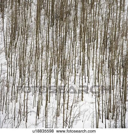 Stock Photo - Bare trees in forest covered in snow.. Fotosearch