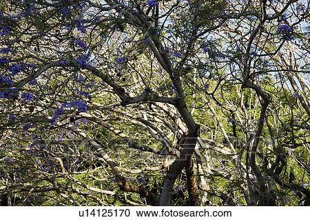 Blooming Jacaranda tree. View Large Photo Image Stock Image - Blooming Jacaranda tree.. Fotosearch