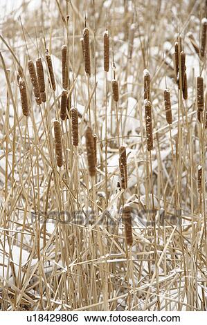 Stock Photograph - Bullrush plants in snow.. Fotosearch