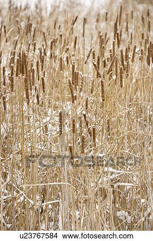 Picture - Cattail plants in snow.. Fotosearch