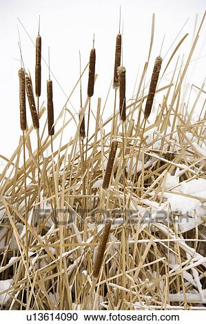 Stock Image - Cattail plants in snow.. Fotosearch