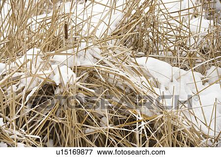 Stock Photo - Cattail plants in snow.. Fotosearch
