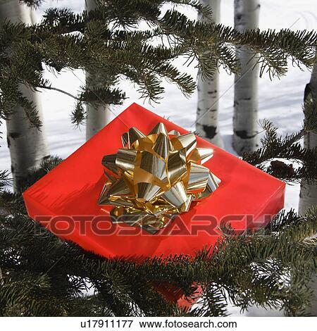 Christmas present laying in a tree. View Large Photo Image Stock Photo - Christmas present laying in a tree.. Fotosearch