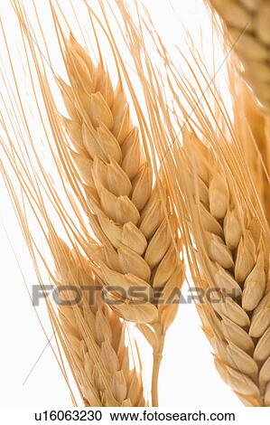 Stock Image - Close up detail of dried wheat.. Fotosearch