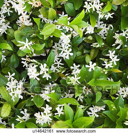 Stock Image - Close up of blooming Jasmine bush.. Fotosearch