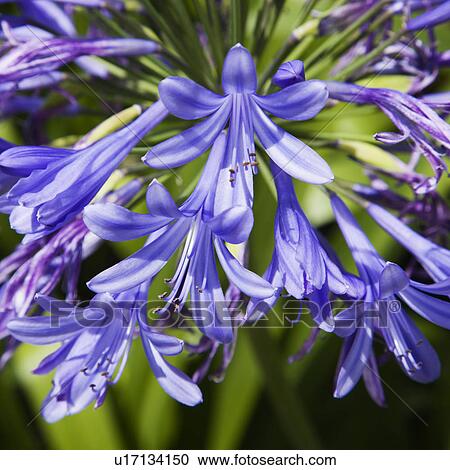 Close up of blooming Lily of the Nile flower. View Large Photo Image Stock Image - Close up of blooming Lily of the Nile flower.. Fotosearch