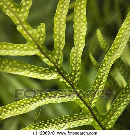 Close up of fern leaf with bumpy immature sporangia. View Large Photo Image Stock Image - Close up of fern leaf with bumpy immature sporangia.. Fotosearch
