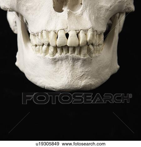 Close up of human teeth on skull on black. View Large Photo Image Stock Photo - Close up of human teeth on skull on black.. Fotosearch