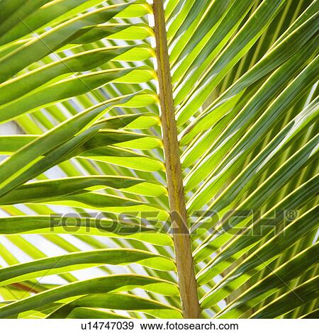 Stock Photo - Close up of palm frond.. Fotosearch