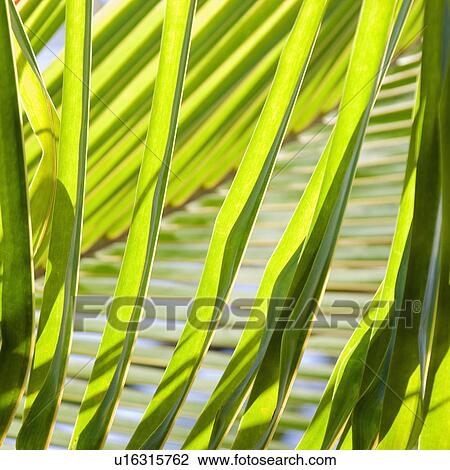 Stock Image - Close up of palm fronds.. Fotosearch