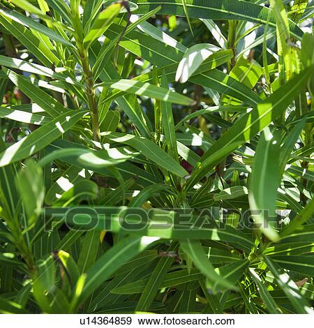 Close up of plant with slender green leaves. View Large Photo Image Stock Photo - Close up of plant with slender green leaves.. Fotosearch
