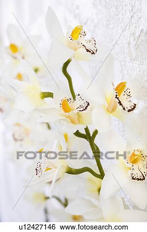 Close up of silk Orchid flowers on stem. View Large Photo Image Stock Photograph - Close up of silk Orchid flowers on stem.. Fotosearch