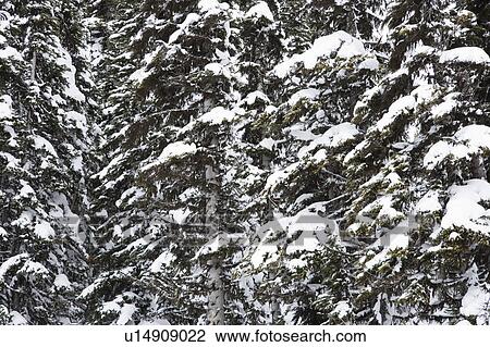 Close up of snow covered trees in Whistler, Canada. View Large Photo Image Stock Image - Close up of snow covered trees in Whistler, Canada.. Fotosearch
