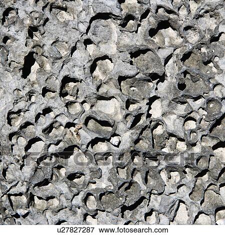 Stock Photo - Close up of textured rock with seashell.. Fotosearch