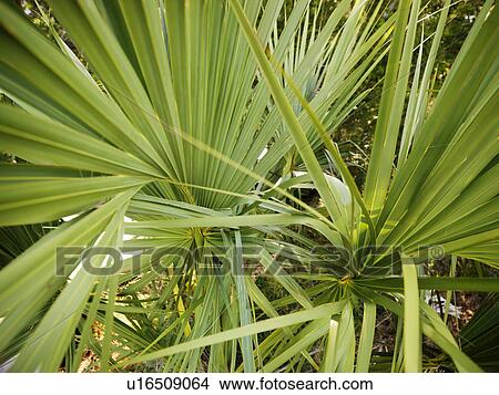 Picture - Close up of tropical plant with long spikey leaves.. Fotosearch