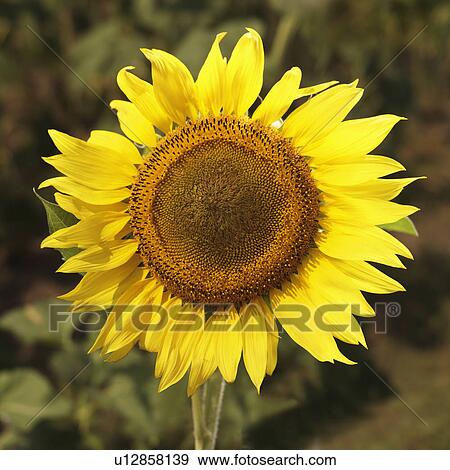 Stock Photo - Close up of yellow sunflower.. Fotosearch