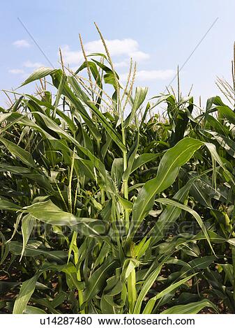 Corn crop field. View Large Photo Image Stock Image - Corn crop field.. Fotosearch