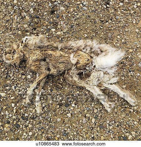 Dead and decomposed rabbit. View Large Photo Image Stock Image - Dead and decomposed rabbit.. Fotosearch