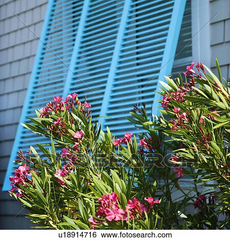 Detail of exterior window on home with flowering bush. View Large Photo Image Stock Photograph - Detail of exterior window on home with flowering bush.. Fotosearch