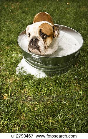 English Bulldog looking out from tub of bath water in yard. View Large Photo Image Stock Photo - English Bulldog looking out from tub of bath water in yard.. Fotosearch