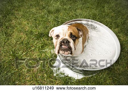 Stock Photo - English Bulldog looking up at viewer from tub of bath water.. Fotosearch