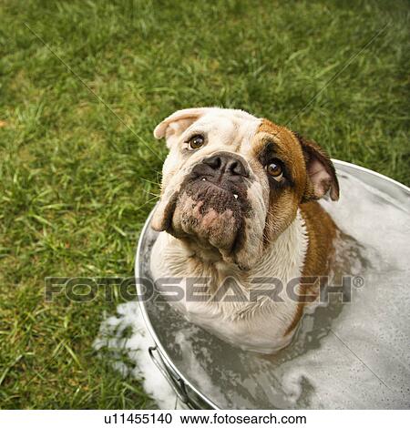 English Bulldog looking up from tub of bath water. View Large Photo Image Stock Image - English Bulldog looking up from tub of bath water.. Fotosearch