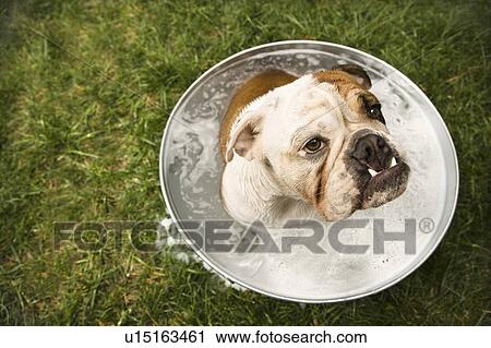 Stock Image - English Bulldog sitting in tub of bath water outdoors.. Fotosearch