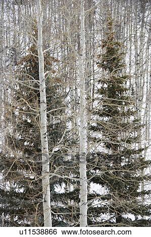 Stock Photograph - Evergreen trees in bare winter forest with snow covered ground.. Fotosearch