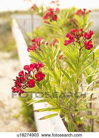 Flowering oleander bush at beach behind white fence. View Large Photo Image Stock Image - Flowering oleander bush at beach behind white fence.. Fotosearch
