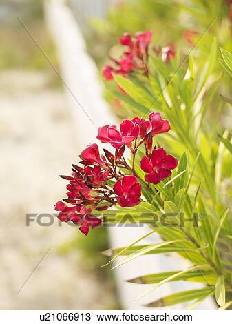Flowering oleander bush at beach behind white fence. View Large Photo Image Stock Image - Flowering oleander bush at beach behind white fence.. Fotosearch