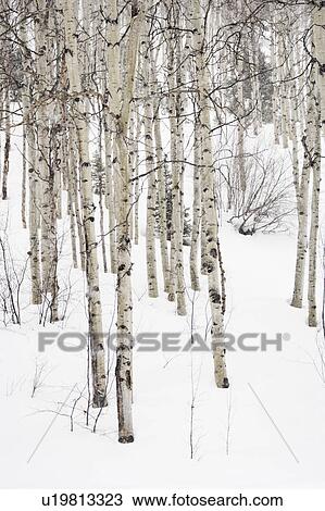 Forest of leafless Aspen trees in winter with snow on ground. View Large Photo Image Stock Image - Forest of leafless Aspen trees in winter with snow on ground.. Fotosearch