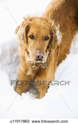 Stock Image - Golden Retriever with snowy snout and ears playing in snow. . Fotosearch