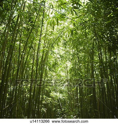 Stock Photograph - Green bamboo forest in Maui Hawaii. Fotosearch