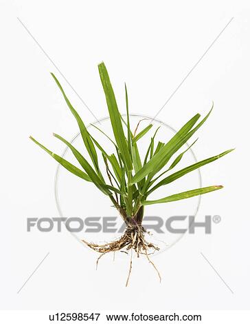 Green plant in petri dish on white background. View Large Photo Image Stock Photo - Green plant in petri dish on white background.. Fotosearch