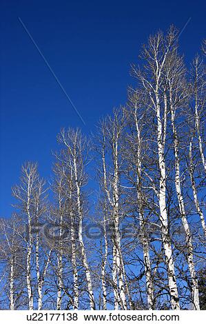 Group of aspen trees with blue sky in background. View Large Photo Image Stock Photo - Group of aspen trees with blue sky in background.. Fotosearch