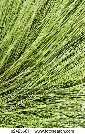 Long green thick grass. View Large Photo Image Stock Image - Long green thick grass.. Fotosearch