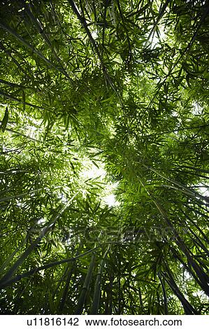 Low angle view of bamboo forest. View Large Photo Image Stock Image - Low angle view of bamboo forest.. Fotosearch