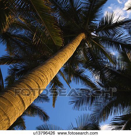 Low angle view of palm tree. View Large Photo Image Stock Photograph - Low angle view of palm tree.. Fotosearch