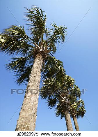 Stock Photography - Low angle view of palms trees with blue sky.. Fotosearch