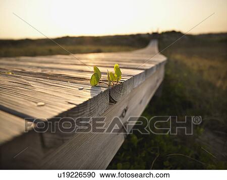 Stock Image - Low angle view of wooden boardwalk with plant growing on it at Bald Head Island, North Carolina.. Fotosearch
